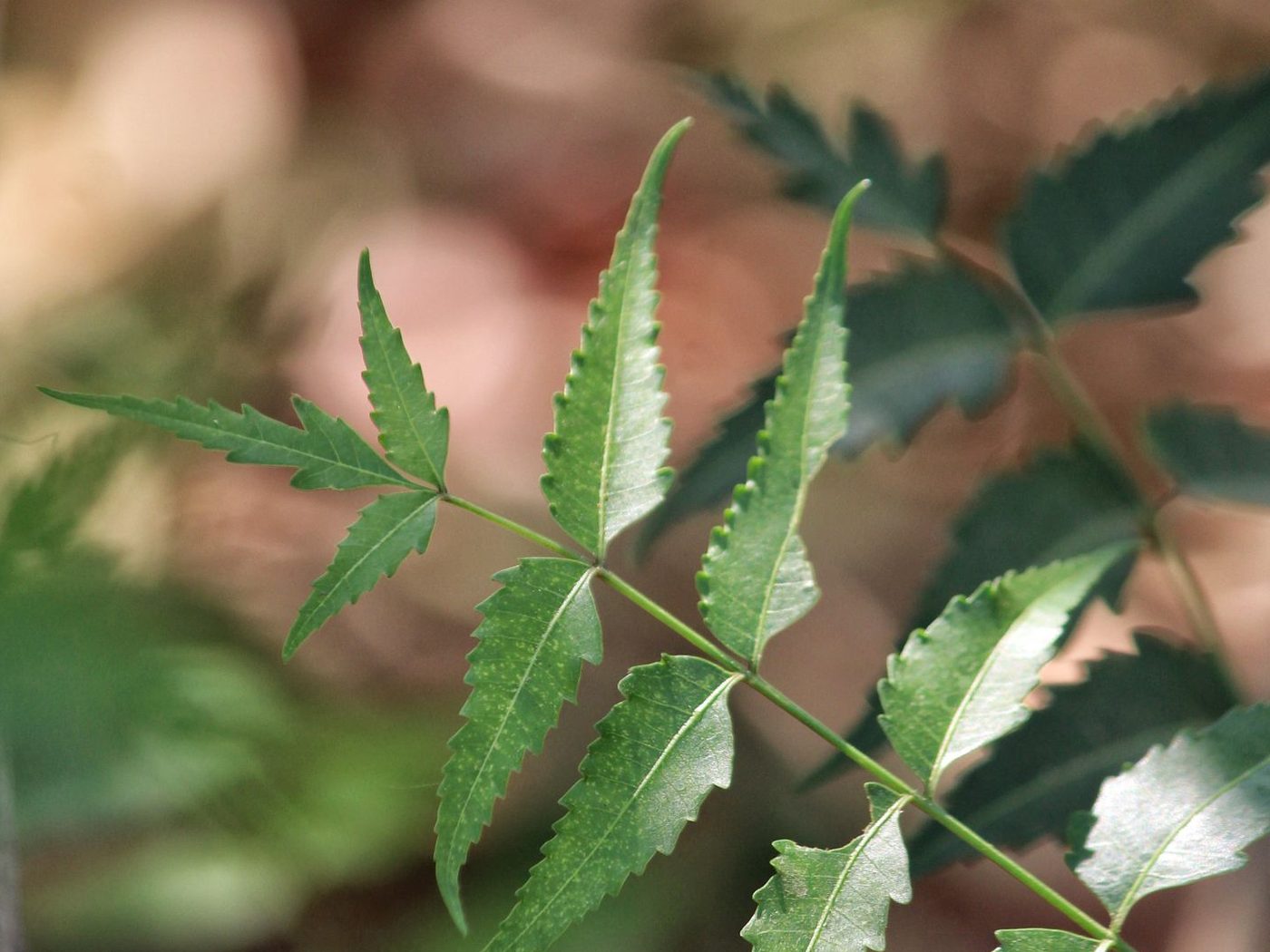 Lush green botanical foliage