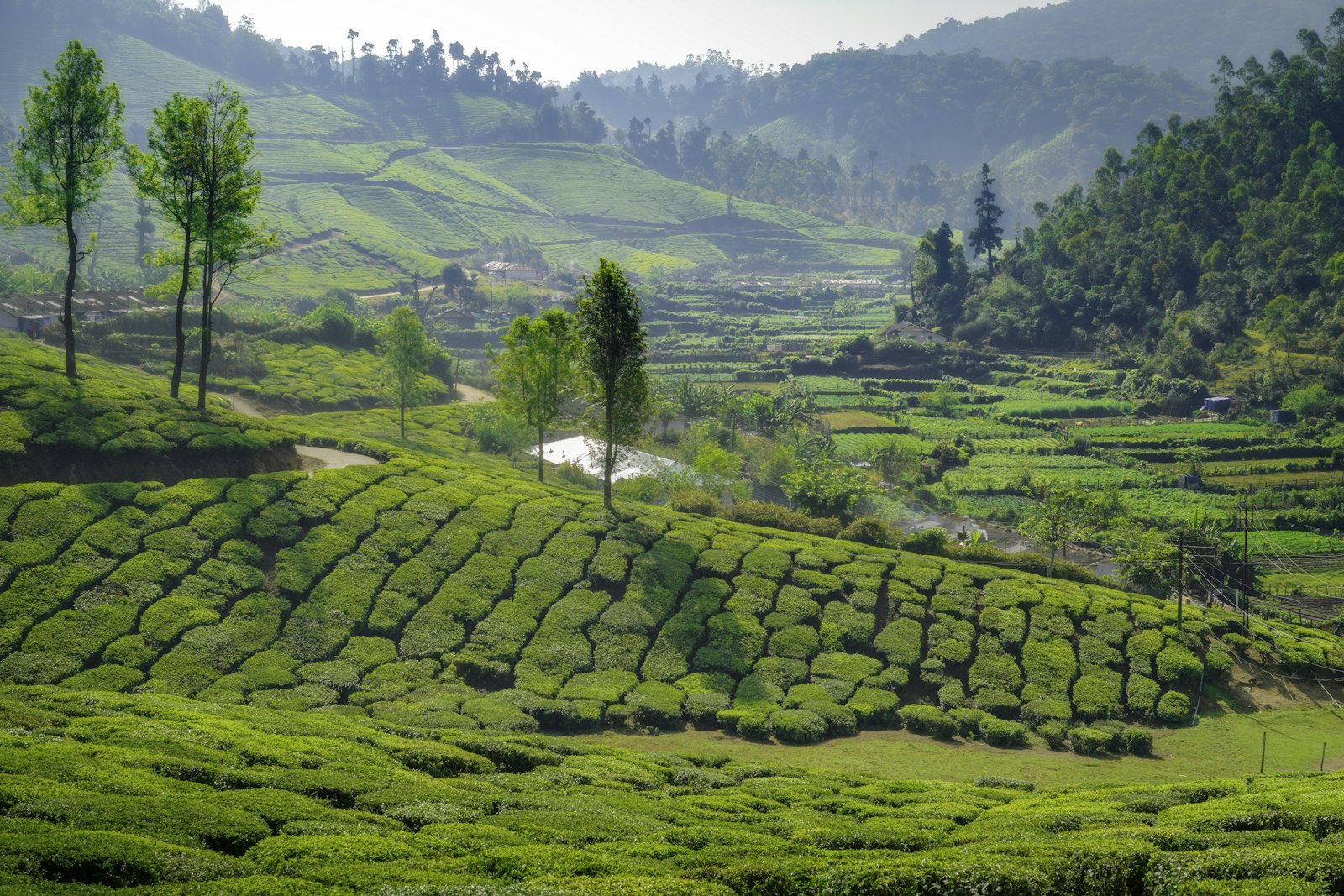 Tea plantation on misty hillsides